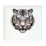 Bearsuit - The Phantom Forest (CD)