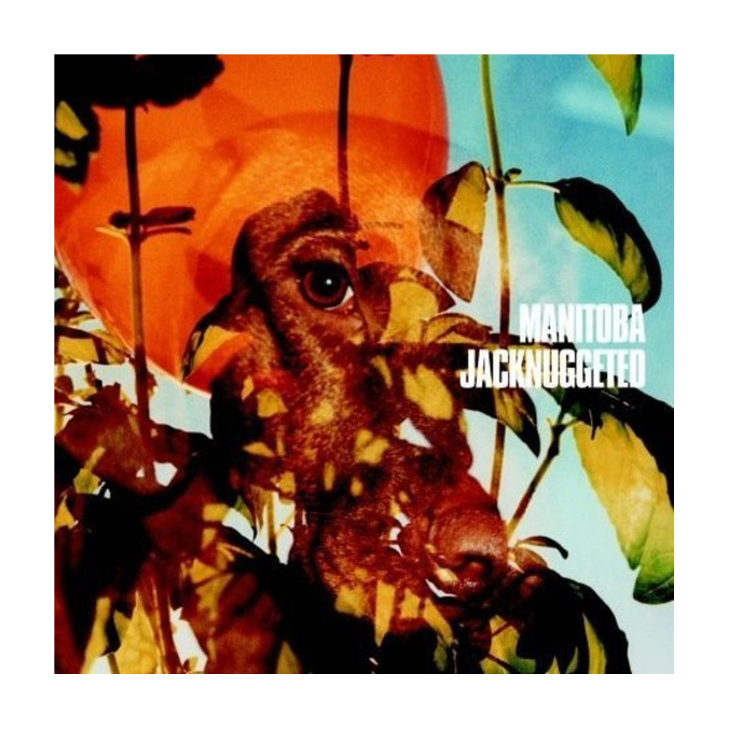 Manitoba - Jacknuggeted