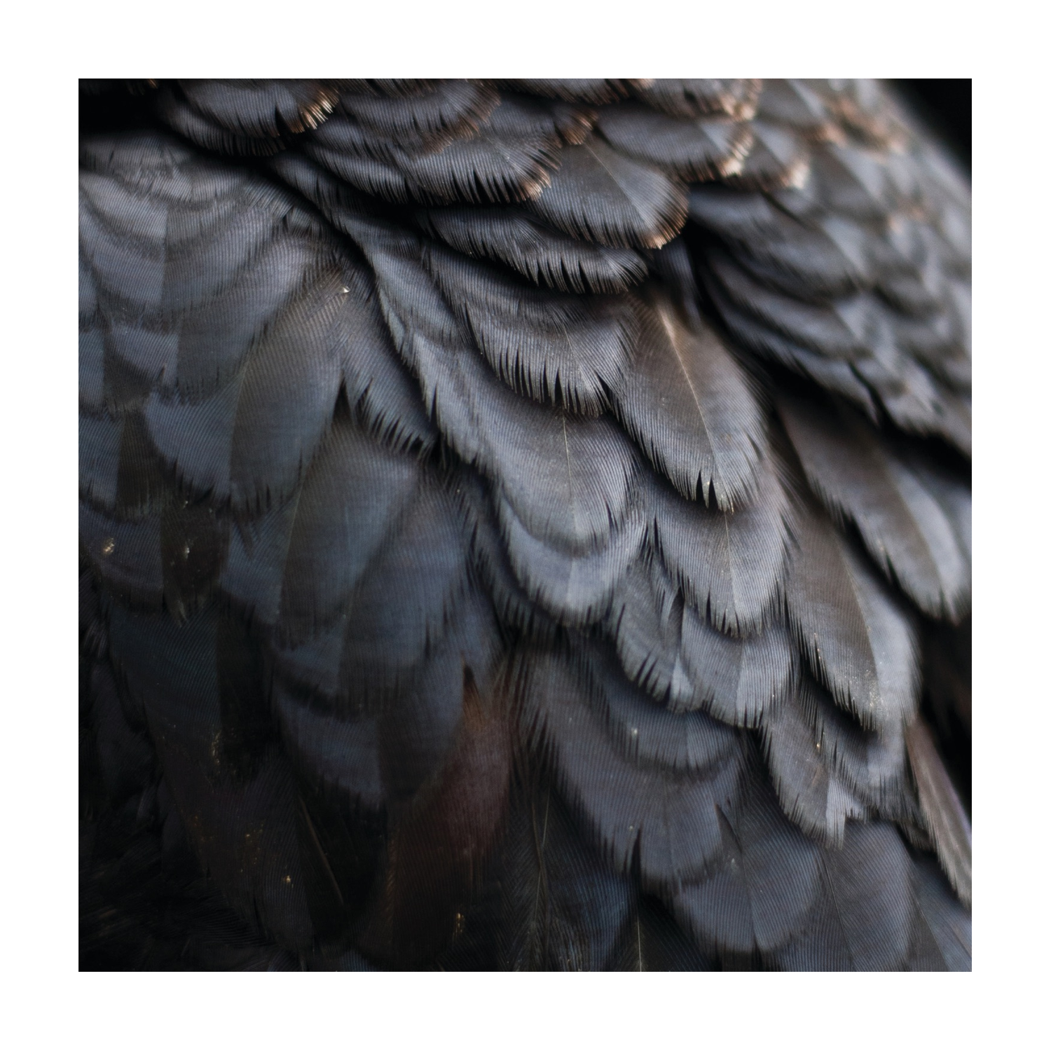 Ex People - Bird