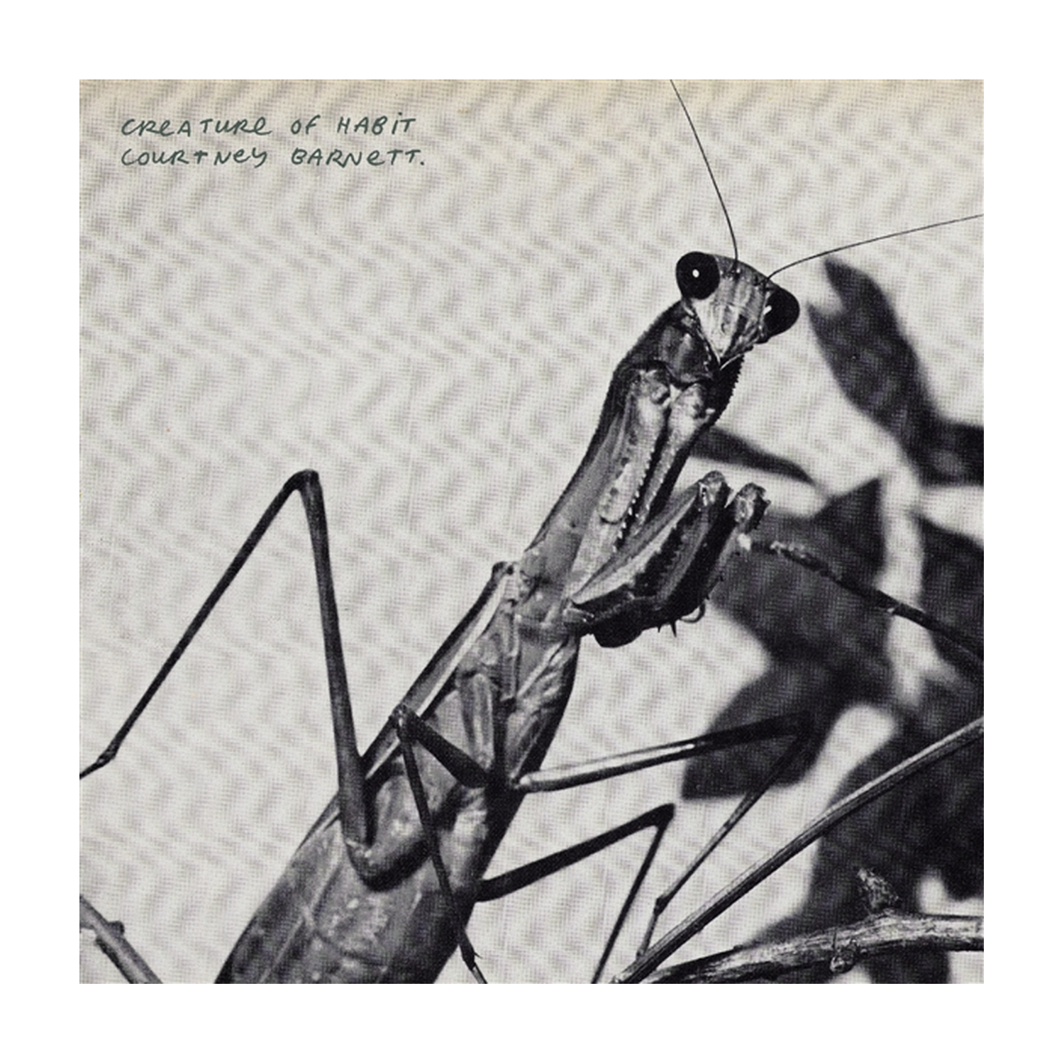 Courtney Barnett - Creature of Habit
