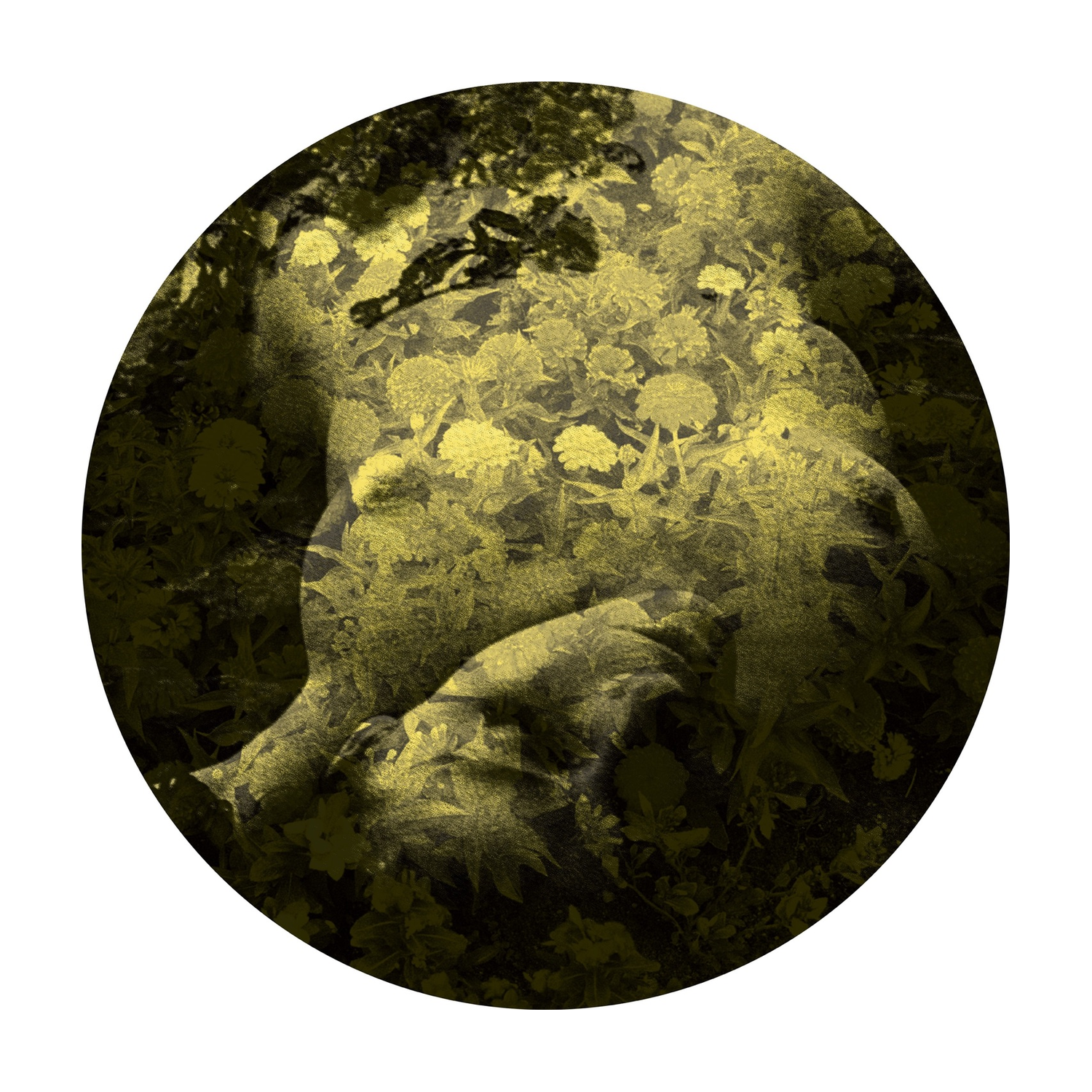 Salva - Yellobone