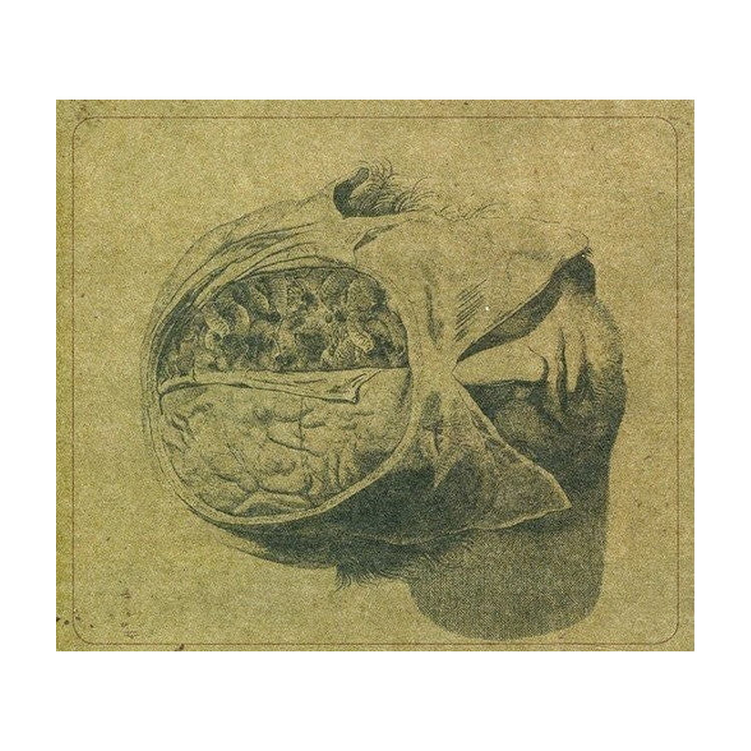Farsot - Insects