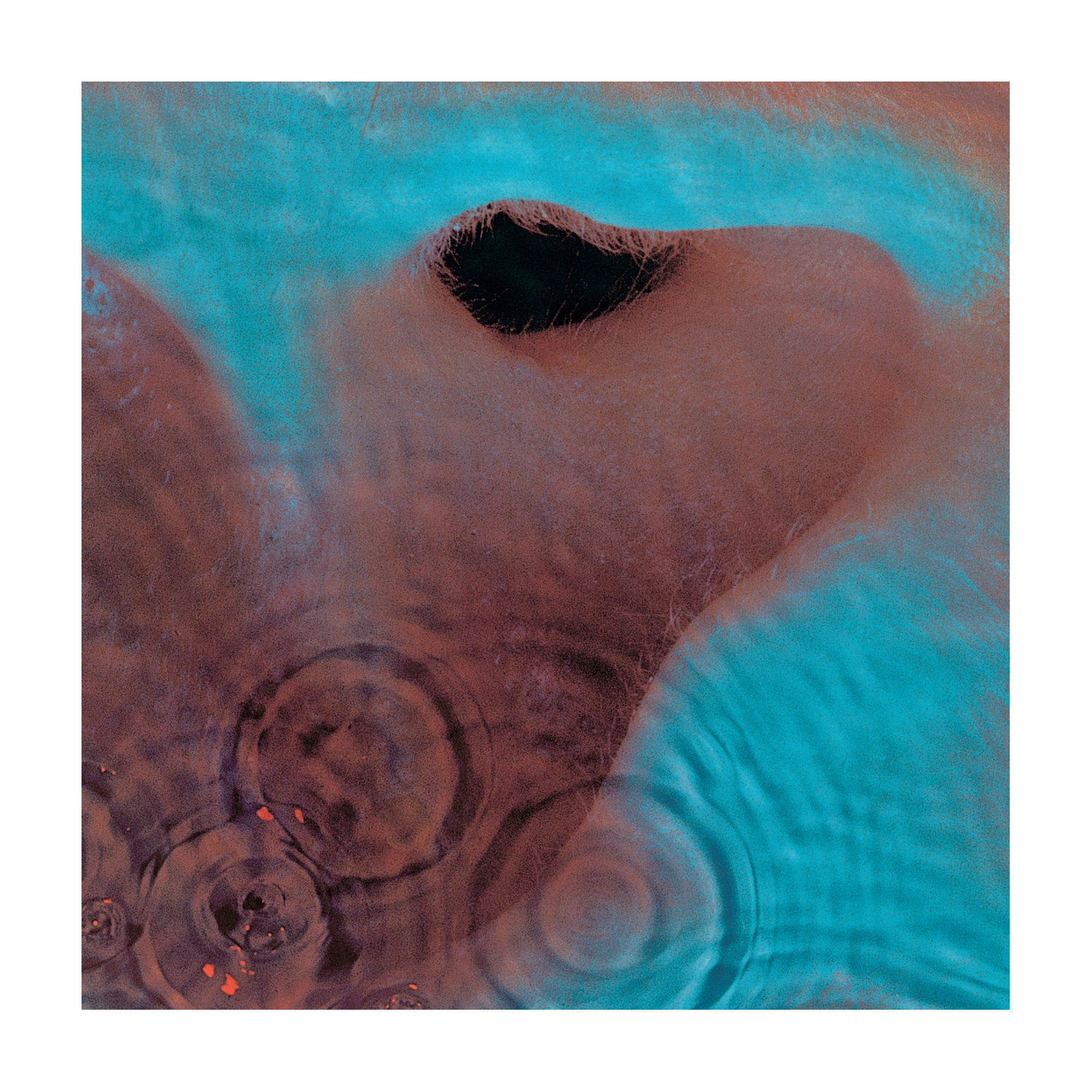 Pink Floyd - Meddle (CD)