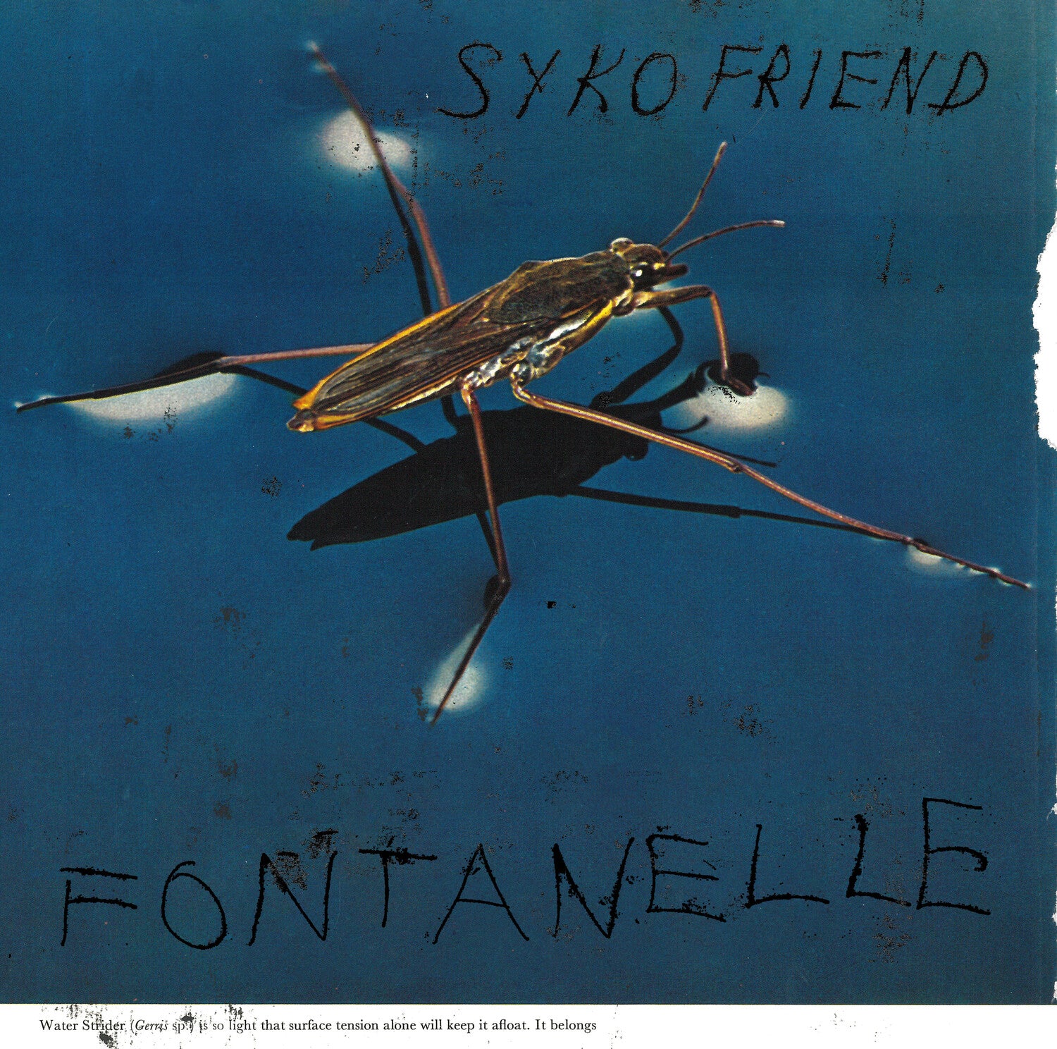 Syko Friend - Fontanelle