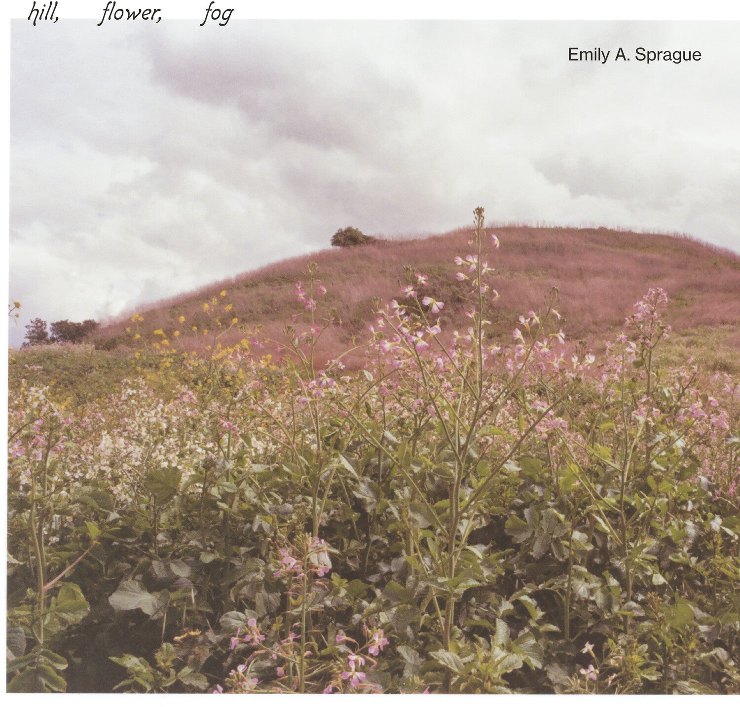Emily a Sprague - Hill, Flower, Fog