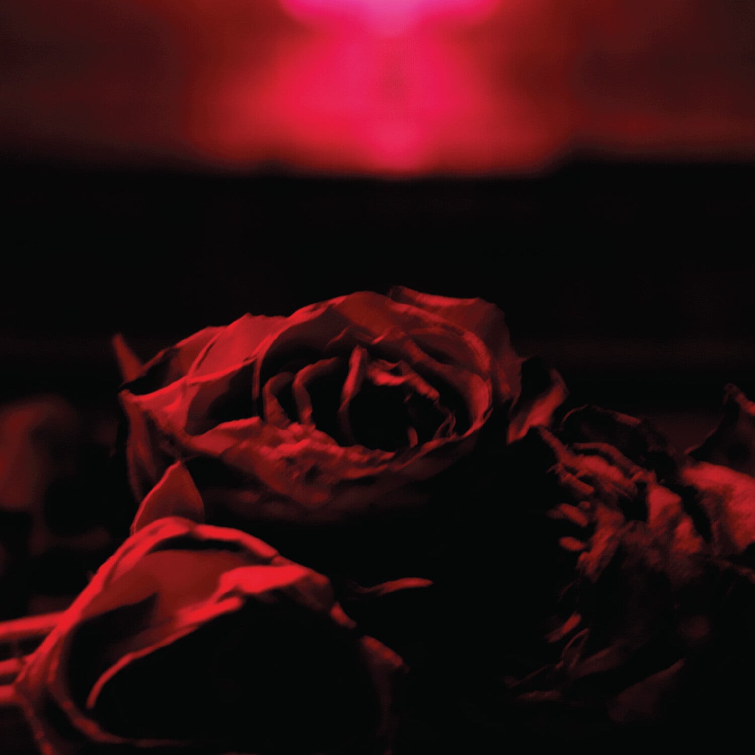Paper Kites - Roses (CD)