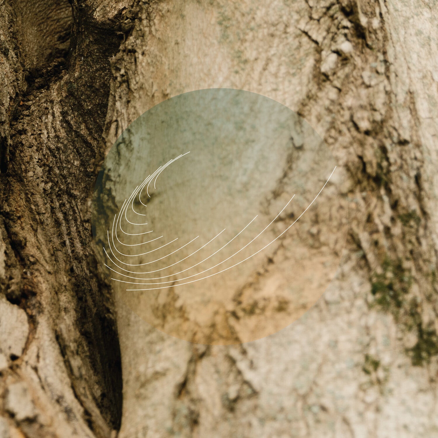 Field Works - Maples, Ash, and Oaks: Cedars Instrumentals (CD)