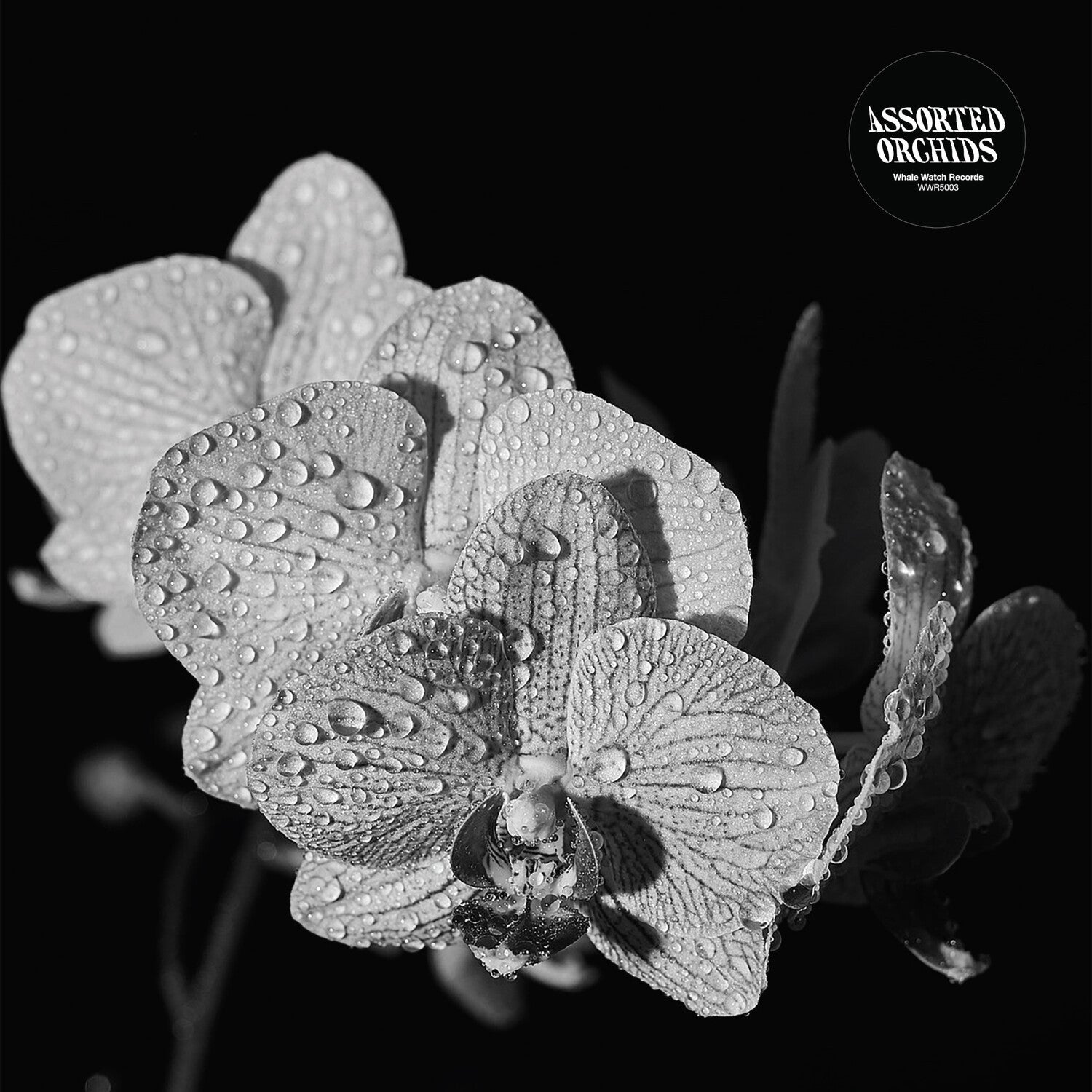 Assorted Orchids (White Vinyl)