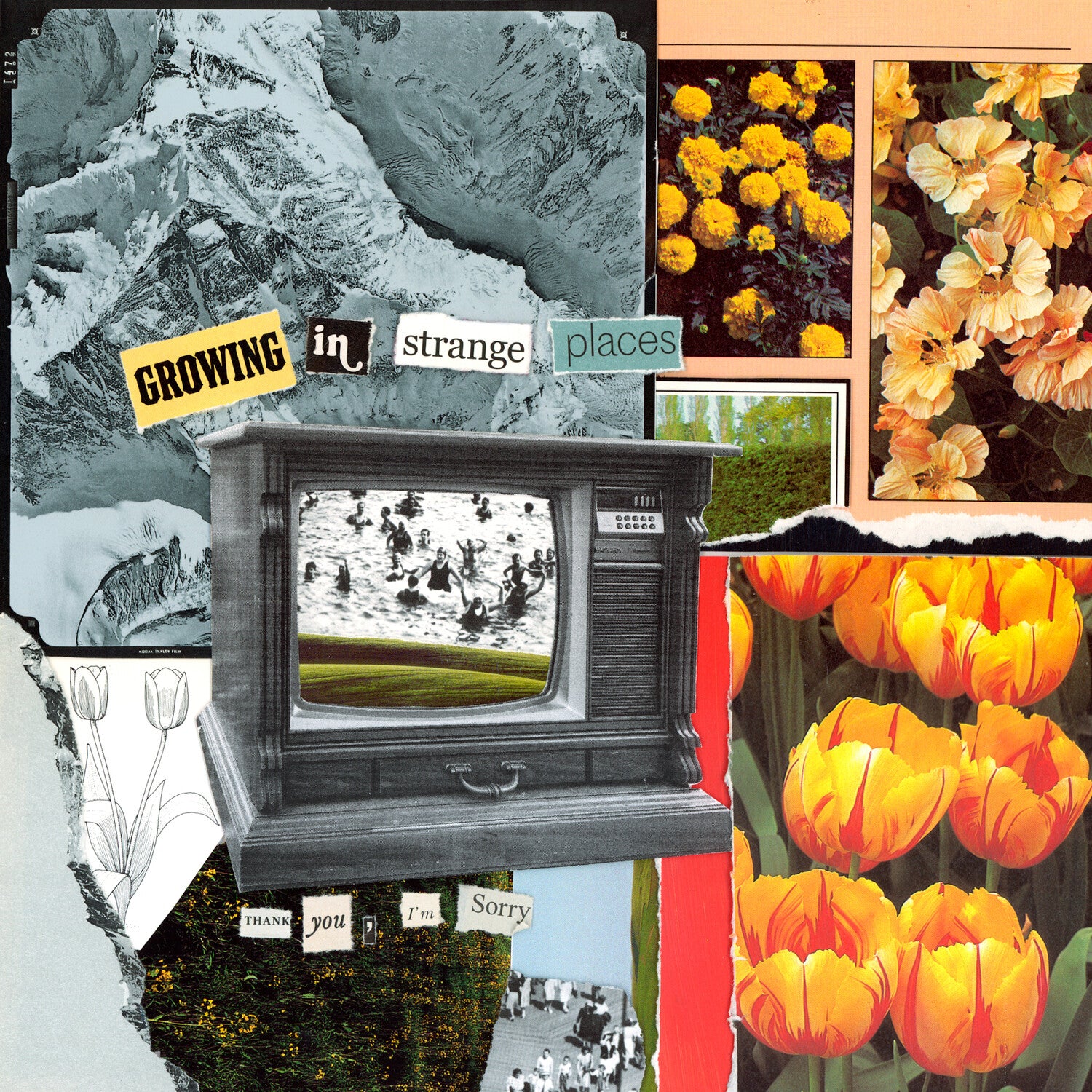 I'm Sorry Thank You - Growing In Strange Places - Orange Crush (Orange Vinyl)