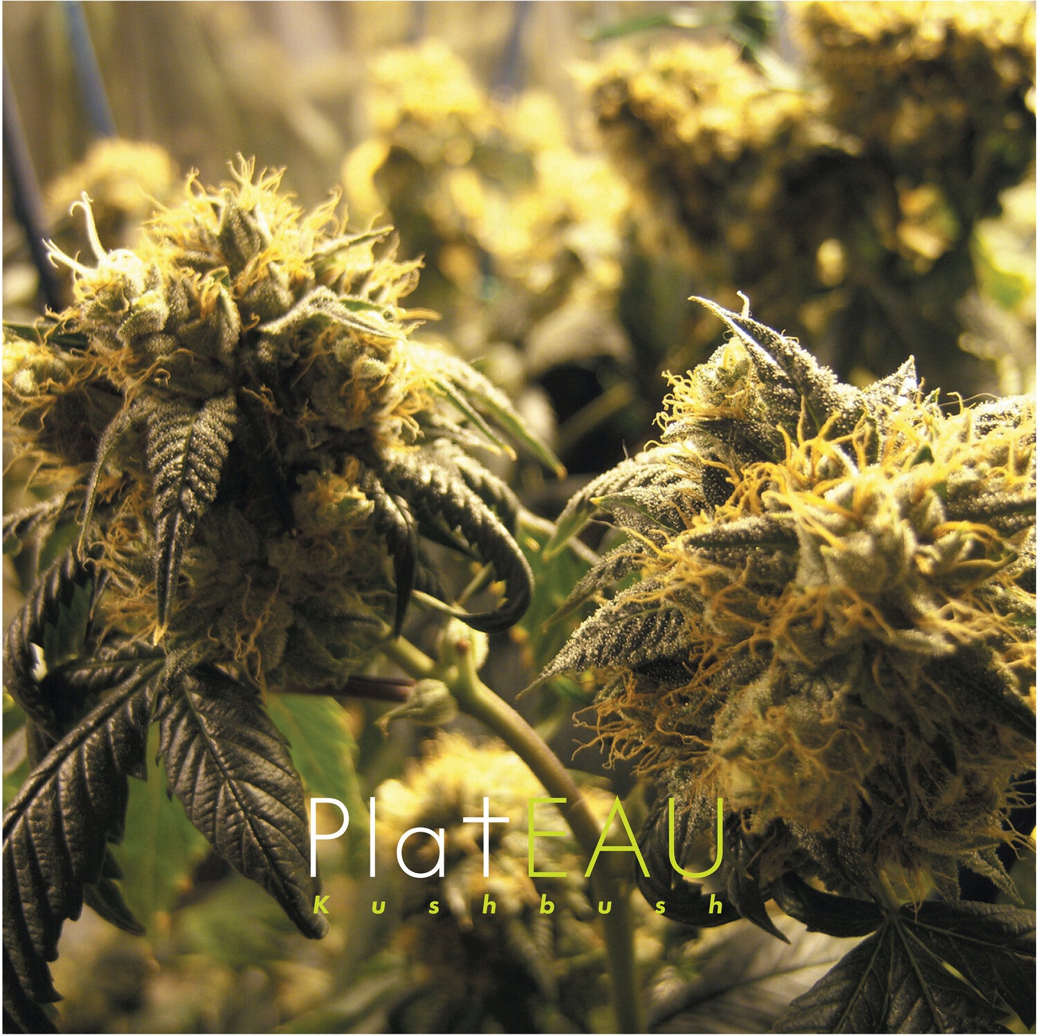 Plateau - Kushbush 2xLP