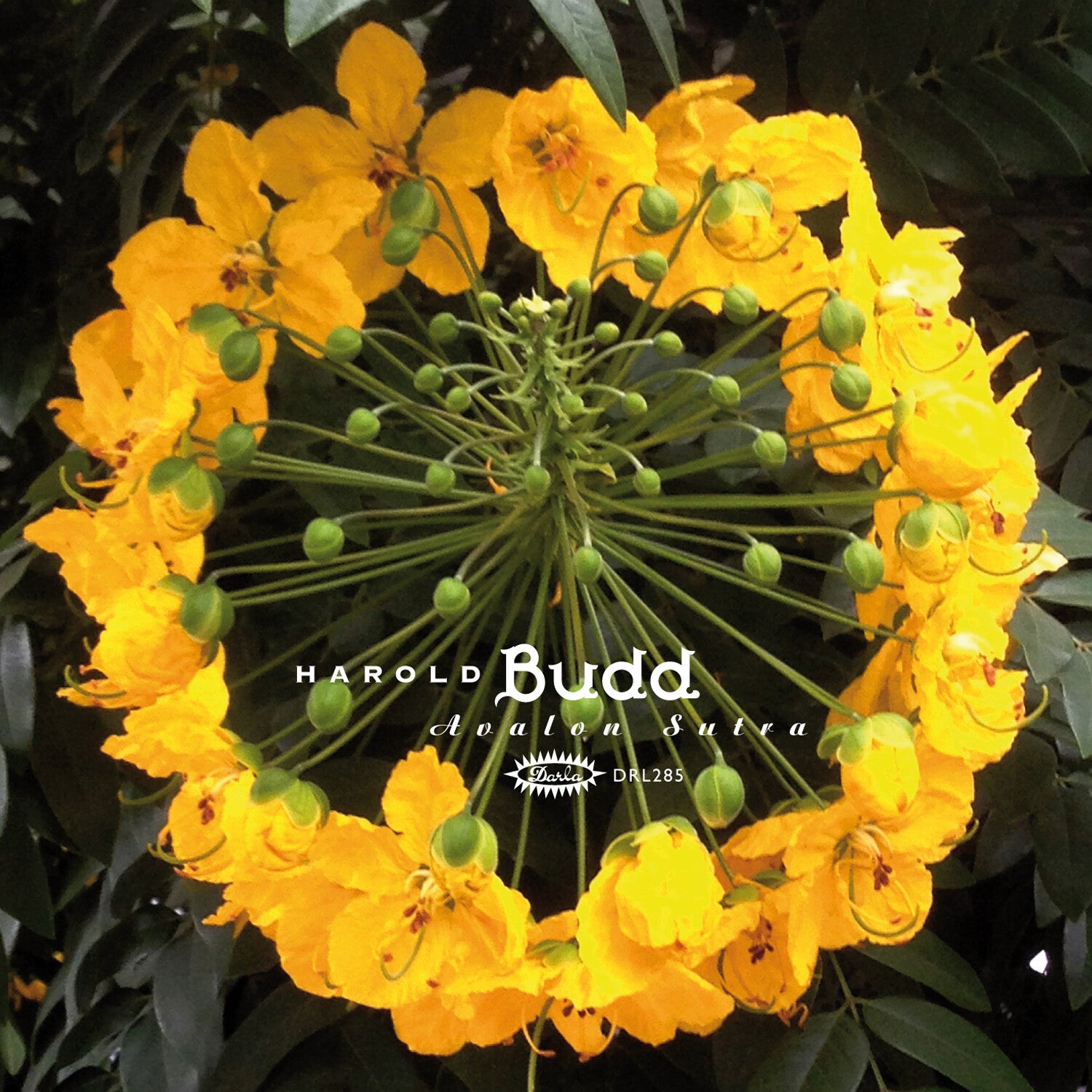 Harold Budd - Avalon Sutra (Limited Edition)