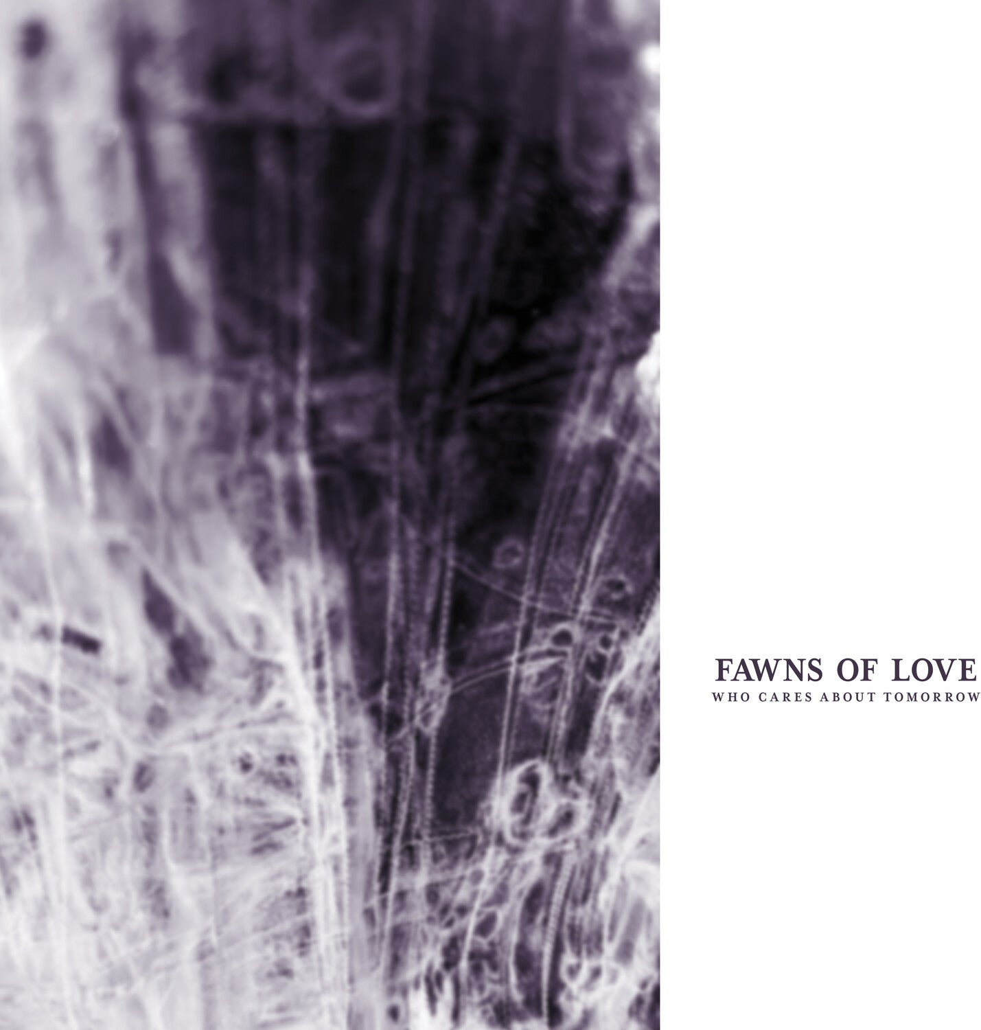 Fawns of Love - Who Cares About Tomorrow (Remastered)
