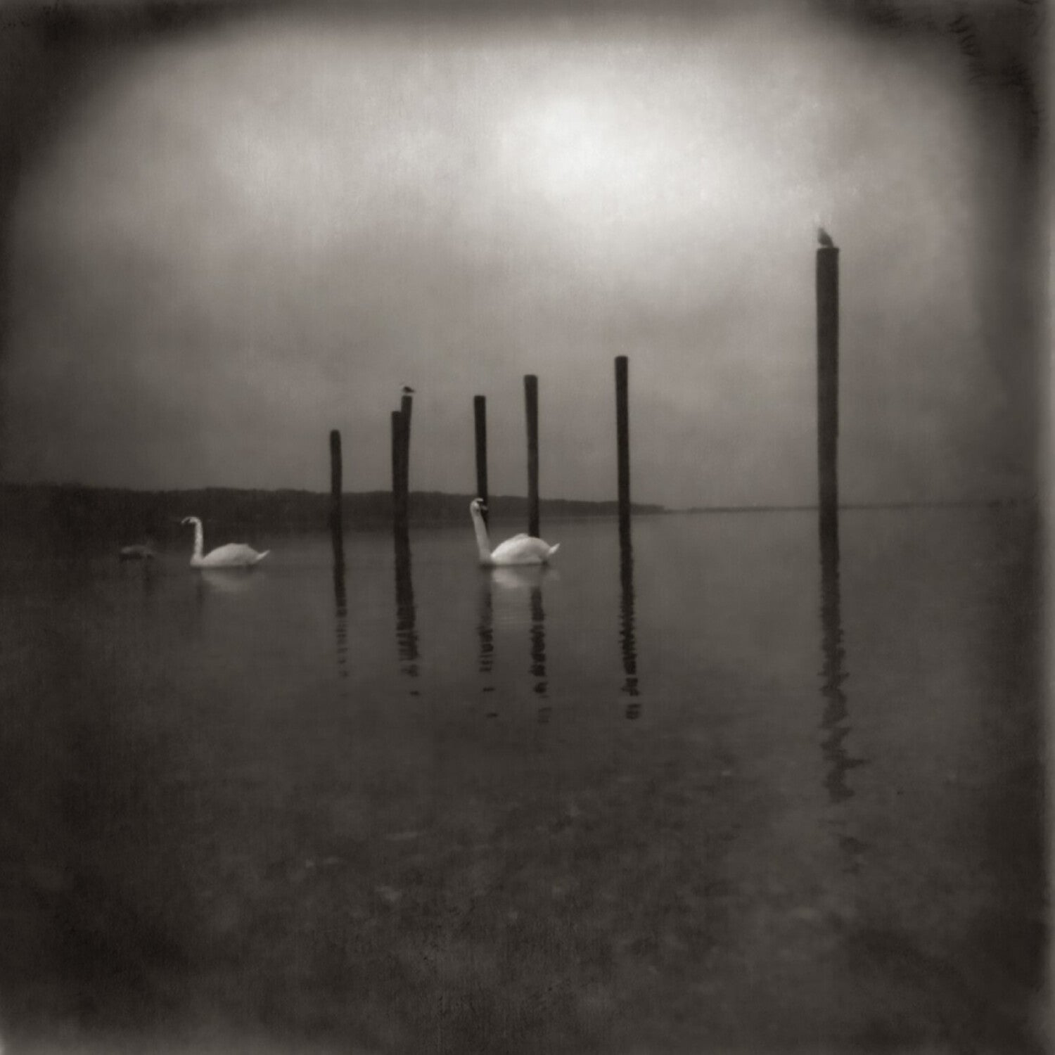 Om - Conference Of The Birds (CD)