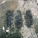 Show Me the Body - Alone Together (CD)
