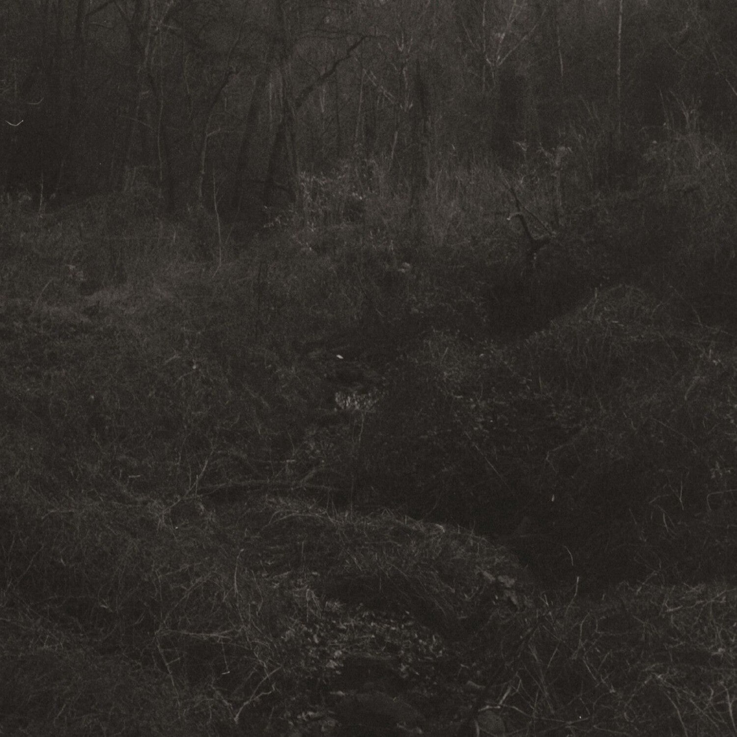 Lesley Mok - Transient