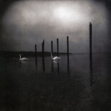 Om - Conference Of The Birds (CD)
