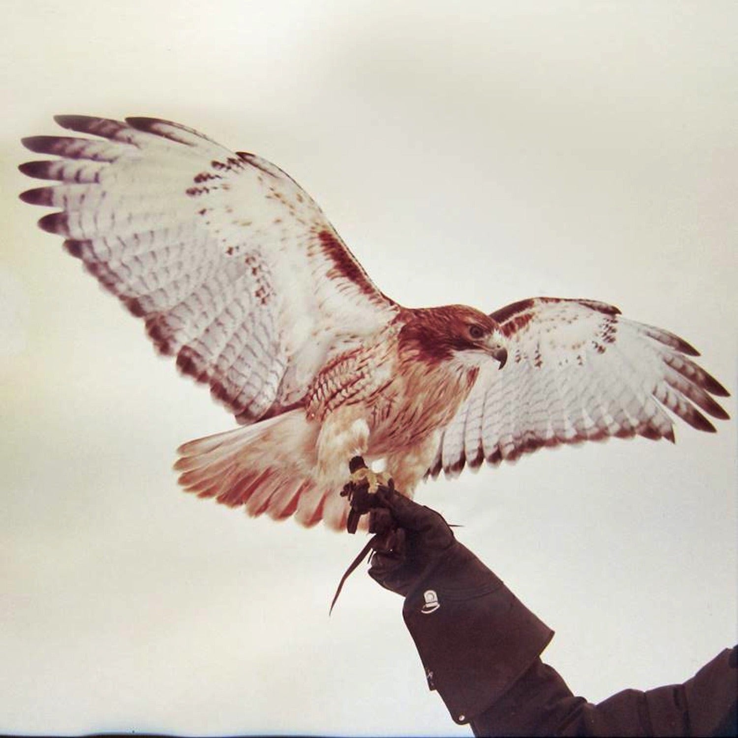 Jm Airis - Wild Birds 2xLP