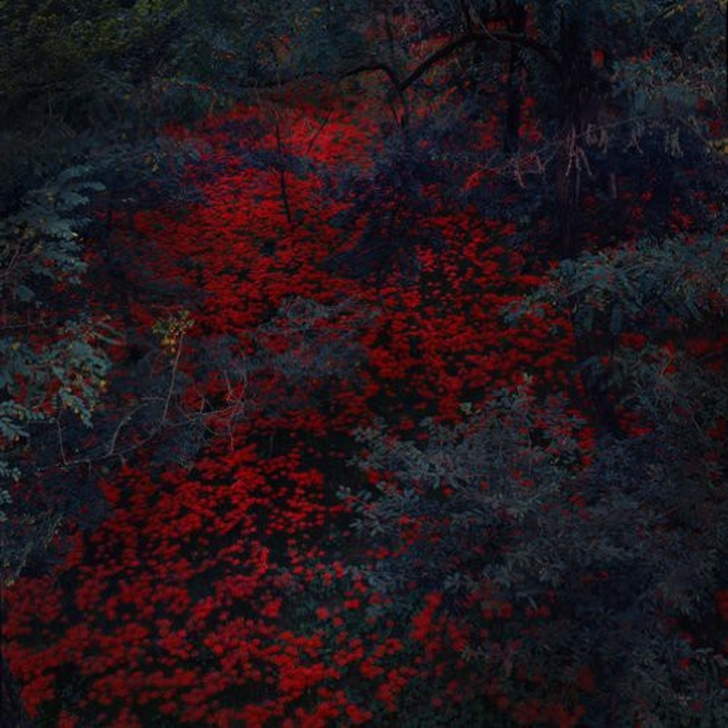 Alex Cobb - Marigold & Cable