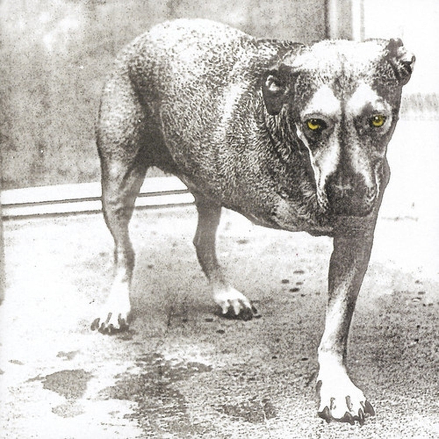 Alice in Chains (CD)