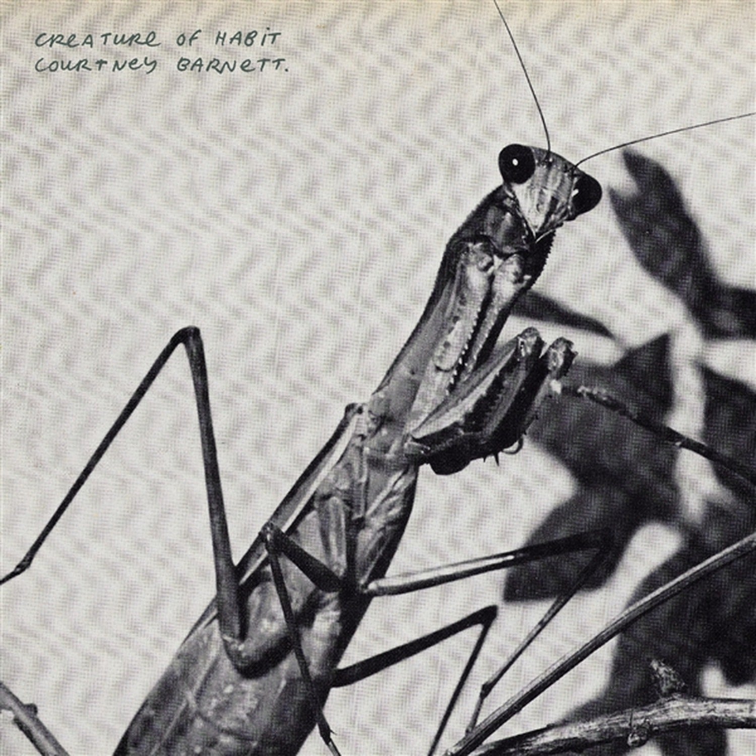 Courtney Barnett - Creature of Habit
