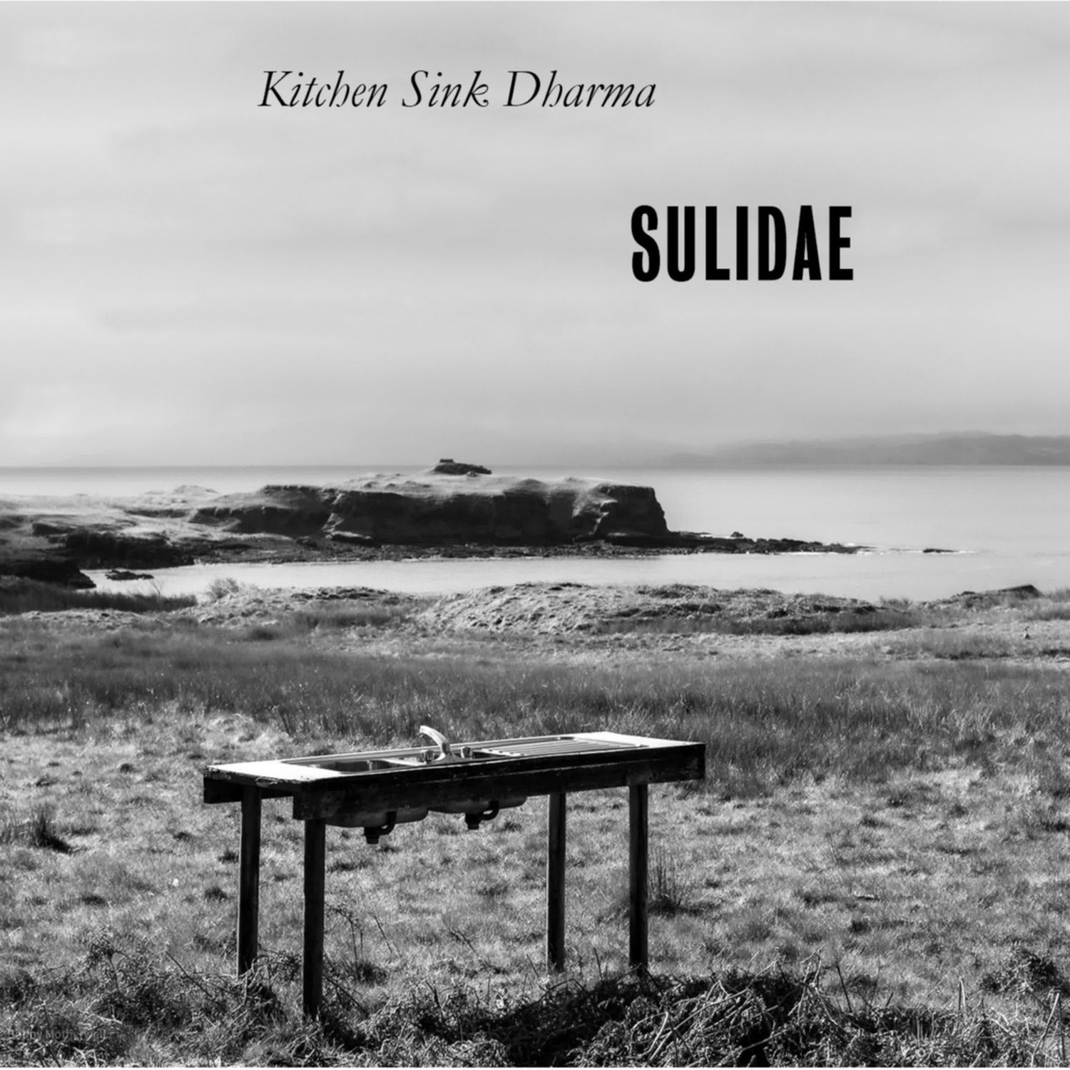 Sulidae - Kitchen Sink Dharma