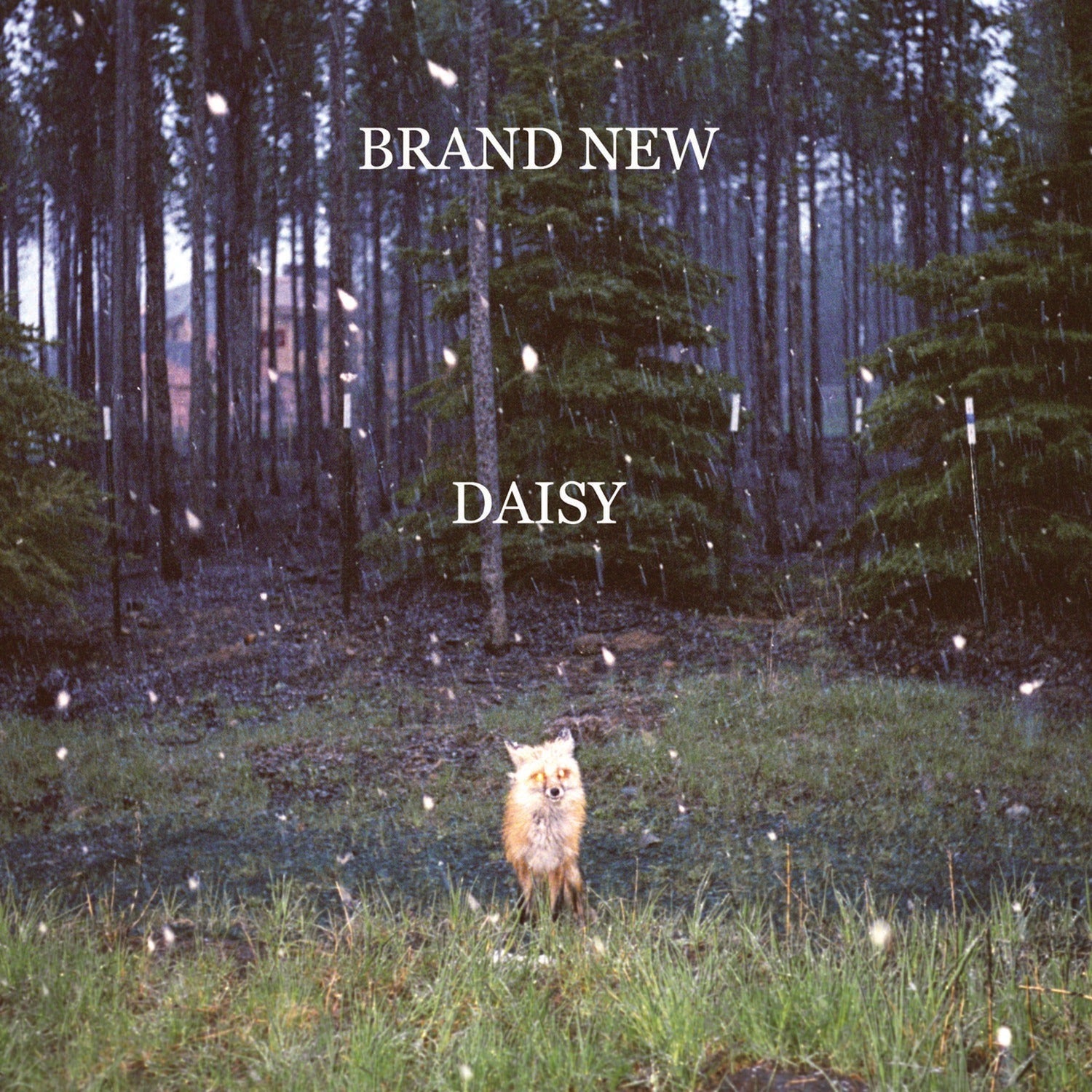 Brand New - Daisy [With mp3 Download of Album]