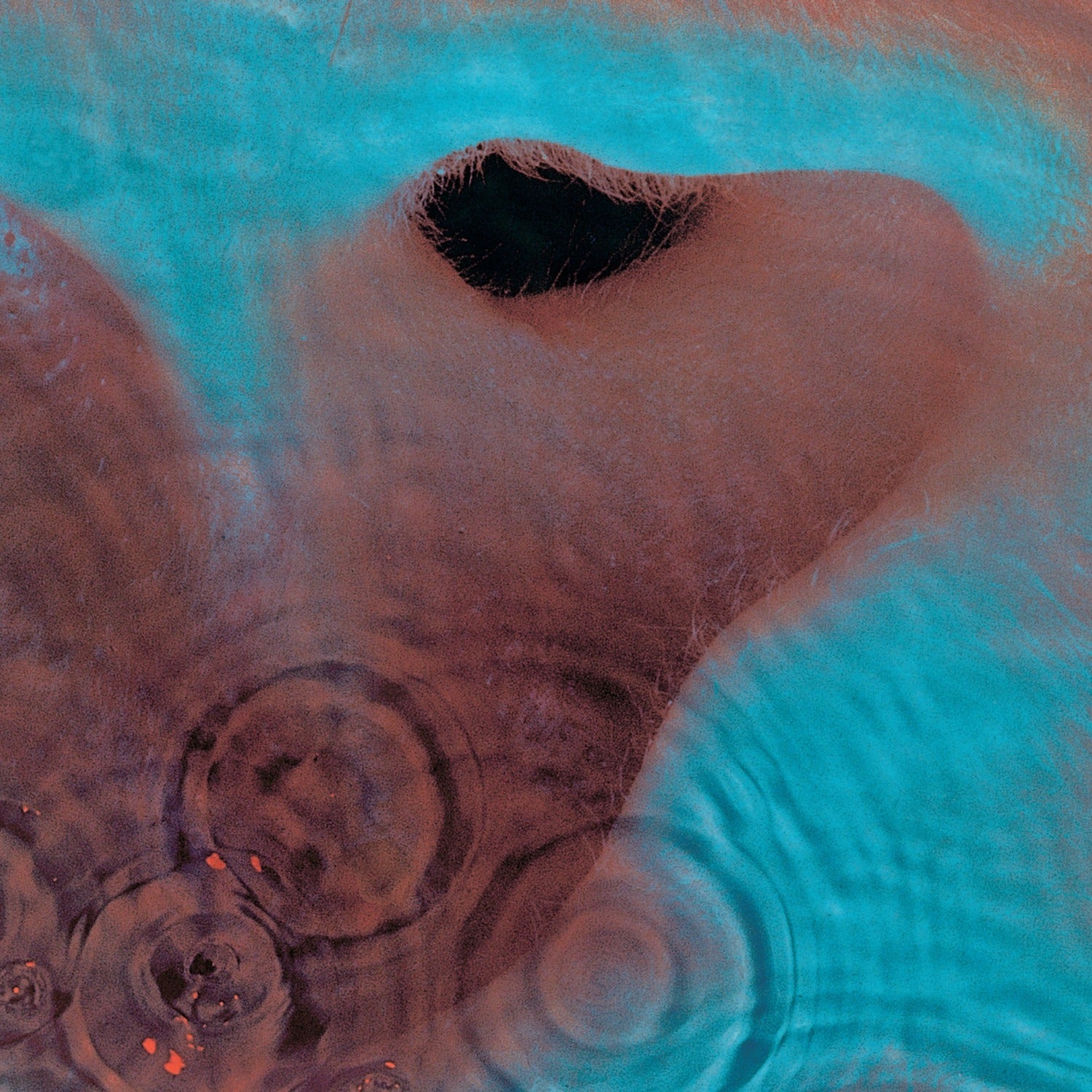 Pink Floyd - Meddle — vinyl LP album cover