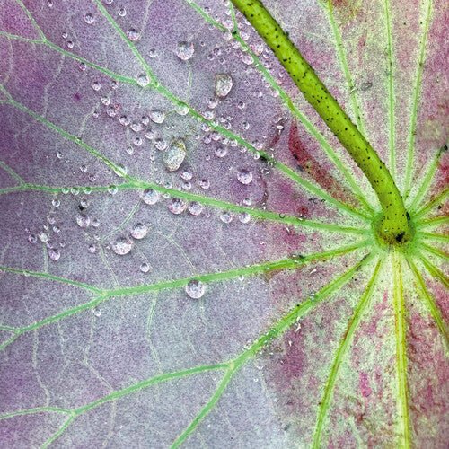 Peter Chilvers - DUST 2 - Corkys Coffee